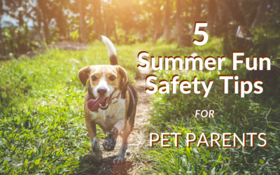 5 Summer Fun Safety Tips for Pet Parents