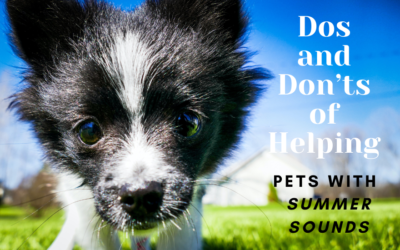 Dos and Don'ts of Helping Pets with Summer Sounds