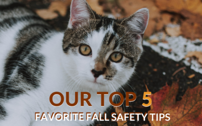 Our Top 5 Favorite Fall Safety Tips