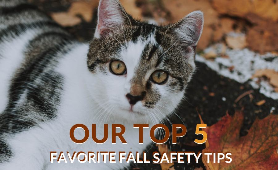 Our Top 5 Favorite Fall Safety Tips