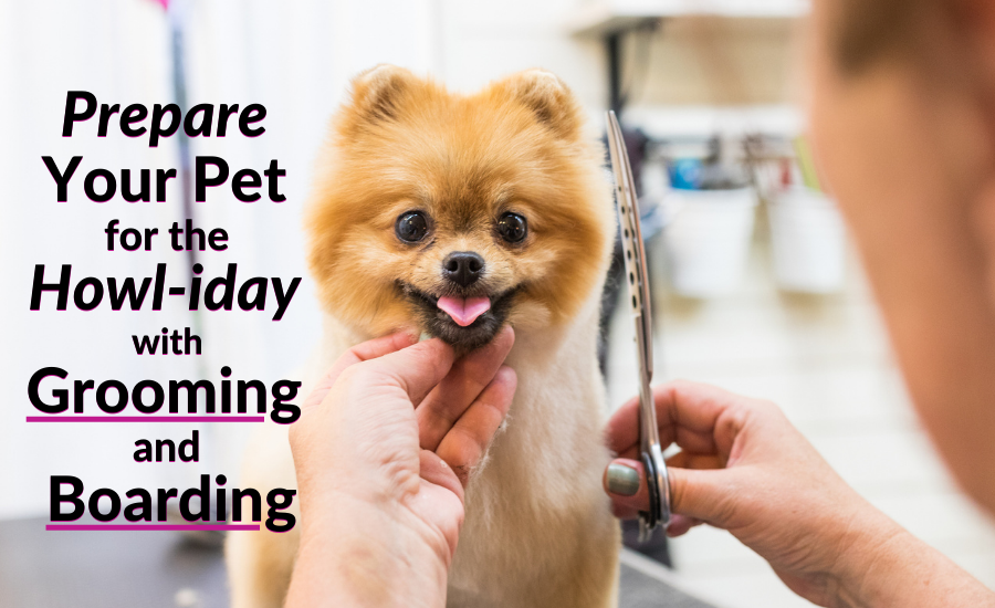Prepare Your Pet for the Howl-iday with Grooming and Boarding
