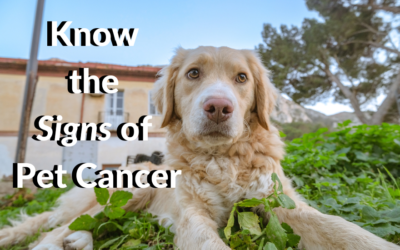 Know the Signs of Pet Cancer