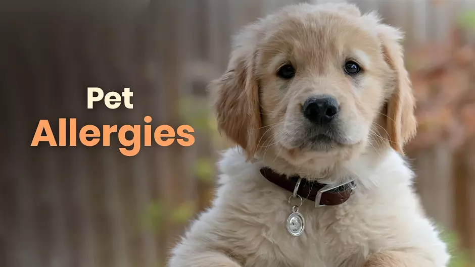 Pet Allergies