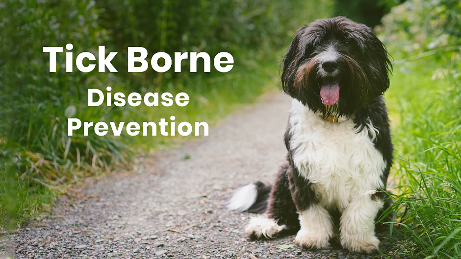 Tick Borne Disease Prevention