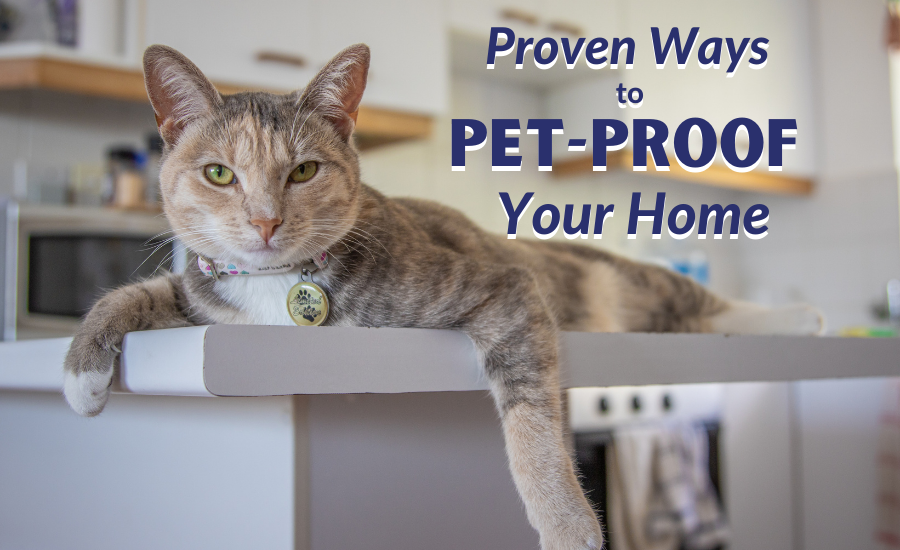 Pet Proof Your Home