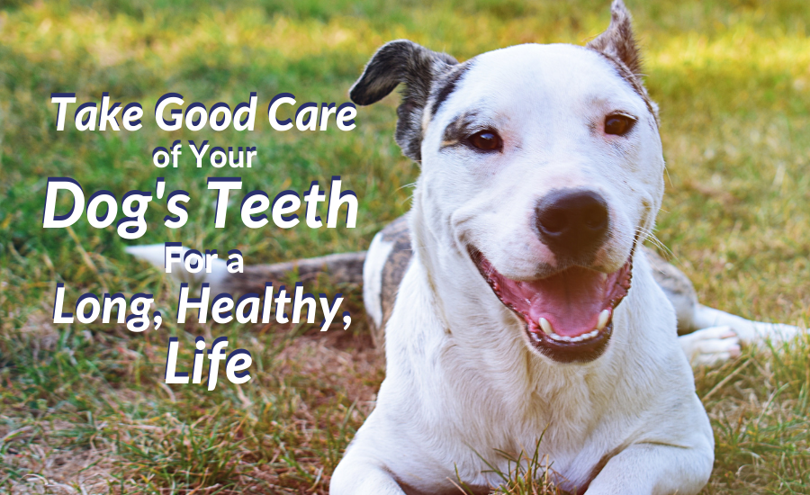 Take Good Care of Your Dog’s Teeth For a Long, Healthy, Life