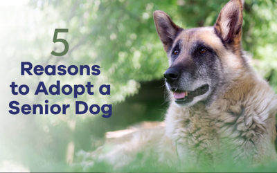 5 Reasons to Adopt a Senior Dog