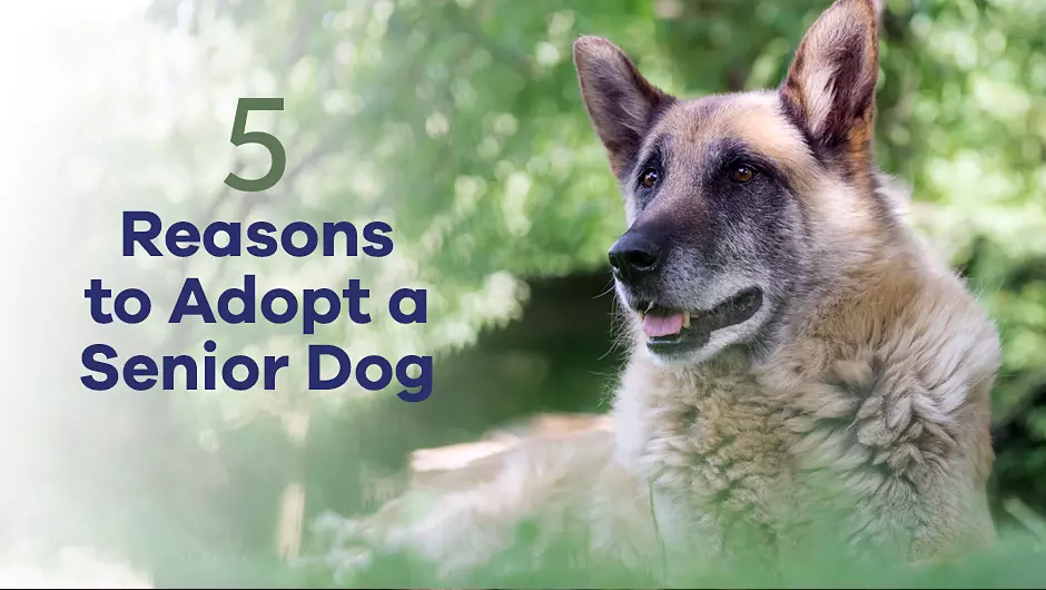 5 Reasons to Adopt a Senior Dog