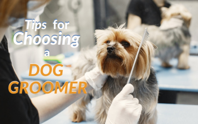 Tips for Choosing a Dog Groomer