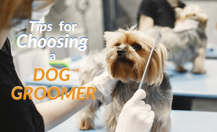 Choosing a Dog Groomer