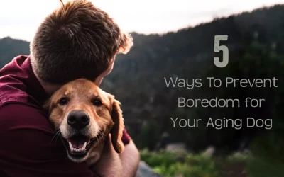 5 Ways To Prevent Boredom for Your Aging Dog