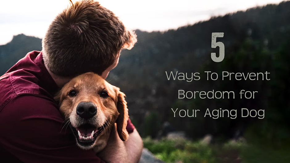 5 Ways To Prevent Boredom for Your Aging Dog