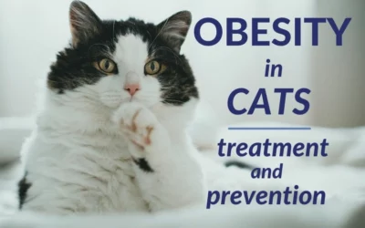 Obesity in Cats – Treatment and Prevention