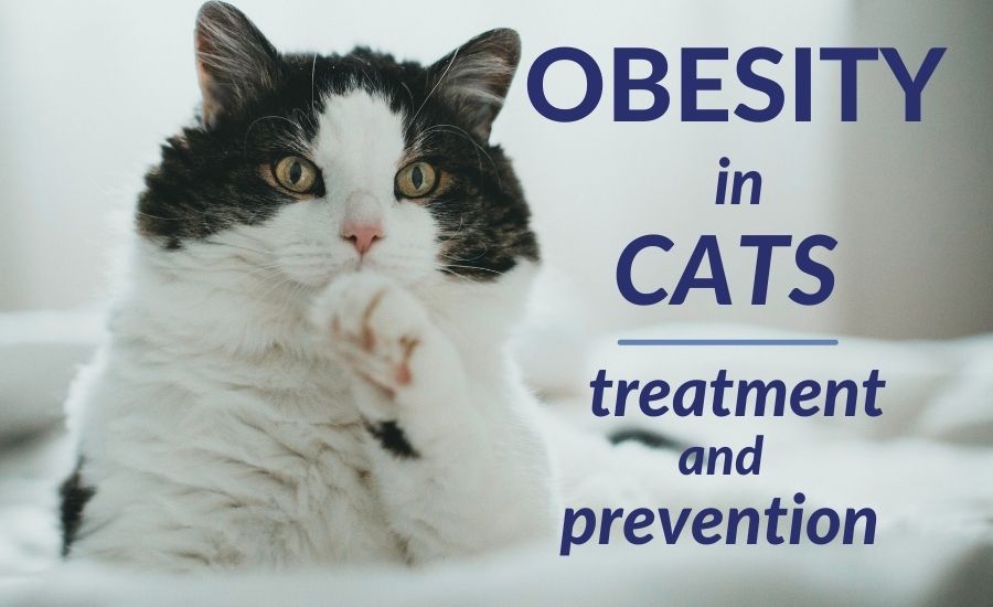 Obesity in Cats – Treatment and Prevention