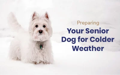 Preparing Your Senior Dog for Colder Weather