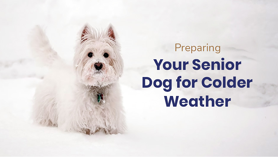 Preparing Your Senior Dog for Colder Weather