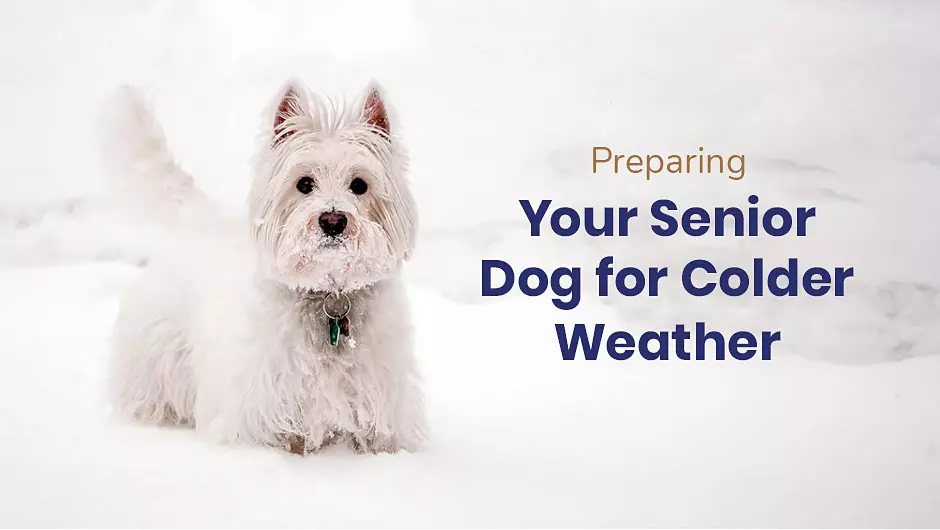 Preparing Your Senior Dog for Colder Weather