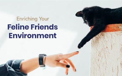 Enriching Your Feline Friend’s Environment
