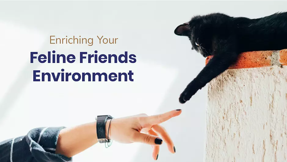 Enriching Your Feline Friend’s Environment