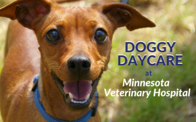 Doggy Daycare at Minnesota Veterinary Hospital