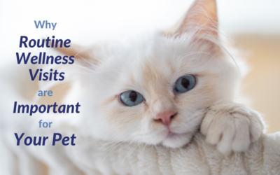 Why Routine Wellness Visits Are Important for Your Pet