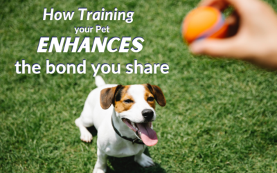 How Training Your Pet Enhances The Bond You Share