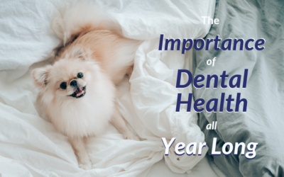 The Importance of Dental Health All Year Long