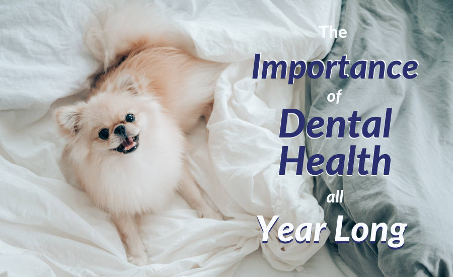 Importance of Pet Dental Health