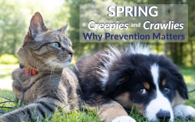 Spring Creepies and Crawlies – Why Prevention Matters