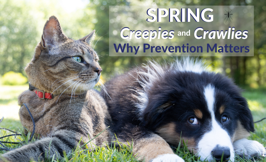 Spring Creepies and Crawlies – Why Prevention Matters
