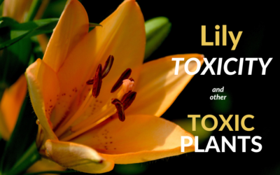 Lily Toxicity and Other Toxic Plants