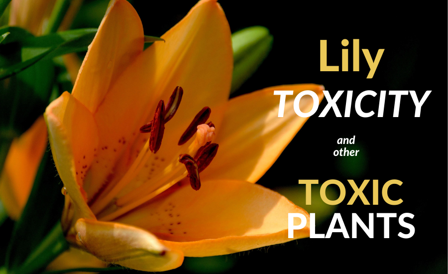 Lily Toxicity and Other Toxic Plants
