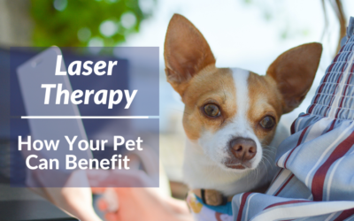 Laser Therapy – How Your Pet Can Benefit