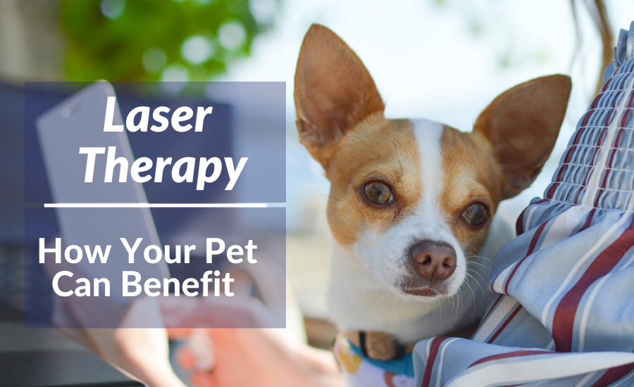 Laser Therapy – How Your Pet Can Benefit