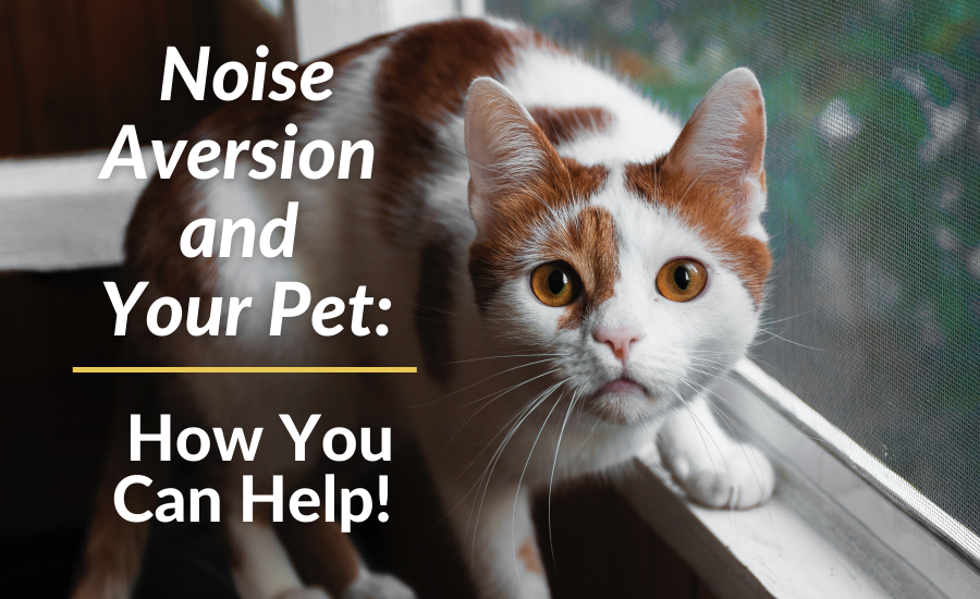 Noise Aversion and Your Pet: How You Can Help