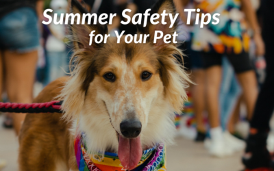 Summer Safety Tips for Your Pet