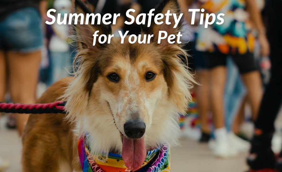 Summer Safety Tips for Your Pet