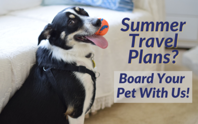 Summer Travel Plans? Board Your Pet With Us!