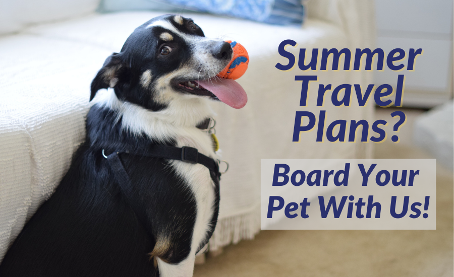 Summer Travel Plans? Board Your Pet With Us!