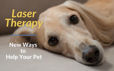 Laser Therapy – New Ways to Help Your Pet
