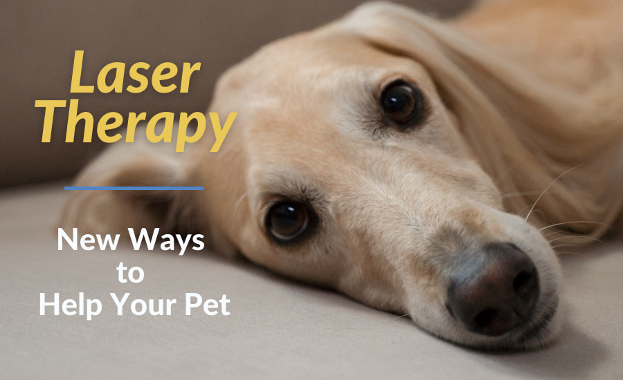 Laser Therapy – New Ways to Help Your Pet