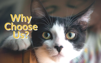 Why Choose Us?