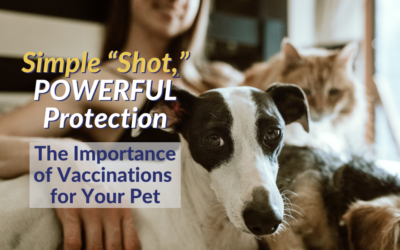 Simple “Shot,” Powerful Protection – The Importance of Vaccinations for Your Pet