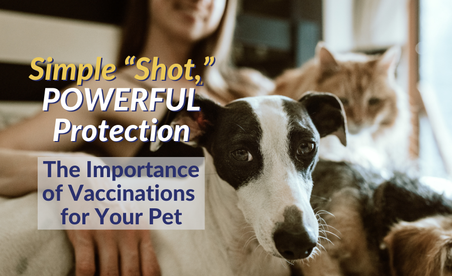 Simple “Shot,” Powerful Protection – The Importance of Vaccinations for Your Pet