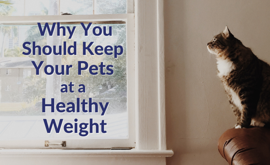 Healthy Weight for Pets