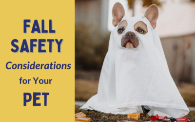 Fall Safety Considerations for Your Pet