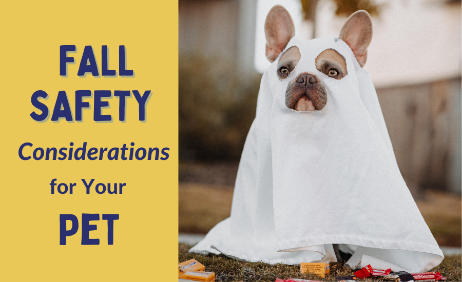Fall Safety Considerations for Your Pet