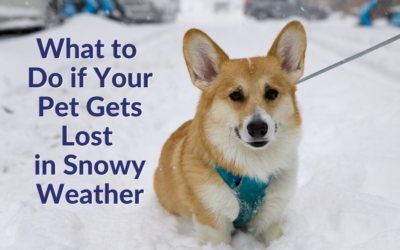 What to Do If Your Pet Gets Lost in Snowy Weather
