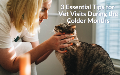 3 Essential Tips for Vet Visits During the Colder Months