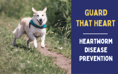 Guard That Heart – Heartworm Disease Prevention